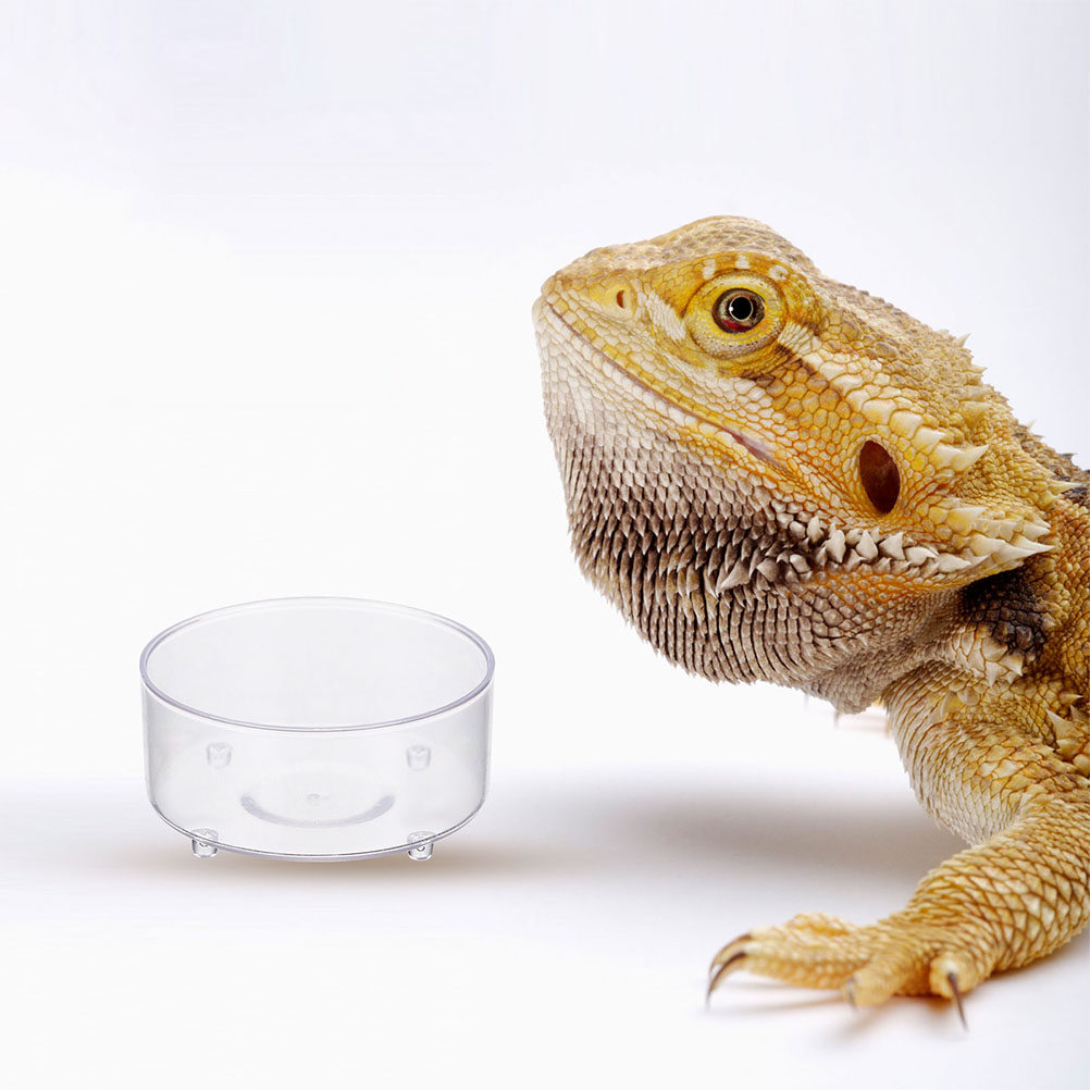10 Peças Tigela de Alimentação - Water Dish Reptile avaliação e preço